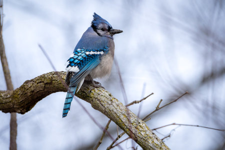 A Bluejay Perched on a Branch against a white winter background.の写真素材