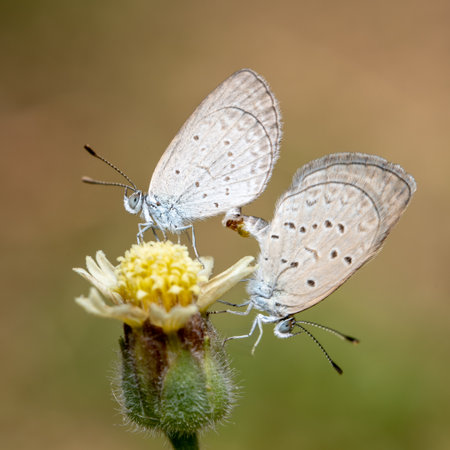 Two Lesser Grass Blue Butterflies mating on a flower.の写真素材