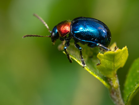 A Blue Milkweed Beetle perched on a green leaf.の写真素材