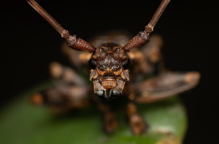 A macro photo of a Flat Faced Longhorn Beetle on a green leaf in Thailand.