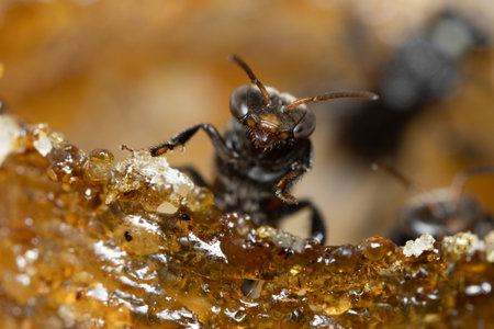 A stingless preparing to fly out of its wax pipe that leads to its colony.の写真素材