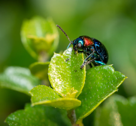 A Blue Milkweed Beetle perched on a green leaf.の写真素材