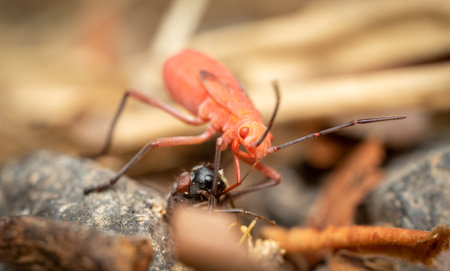 A red kapok bug eating another insect.