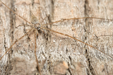 A Two Tailed Spider or a hersilia camouflaged against the bark of a treeの写真素材