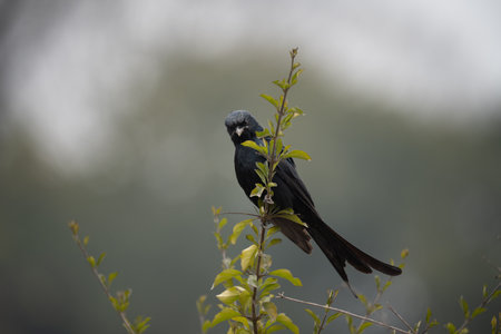 A Black Drongo Perched on a Branch against a blurred background.の写真素材