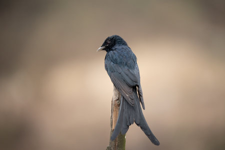 A Black Drongo Perched on Dead Branch against a blurred background.の写真素材