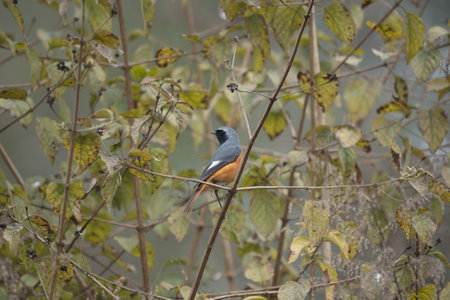 An environmental shot of a Hodgsons Redstart bird in the branches of a tree.