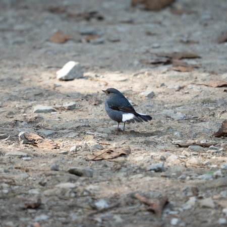 A Plumbeous Water Redstart on the stony ground.
