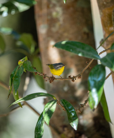 A Gray Hooded Warbler perched on a branch in the forest.
