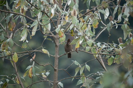 A Striated Laughing Thrush perched in a small tree.