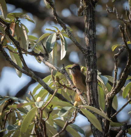 A mountain bulbul perched in a tree.