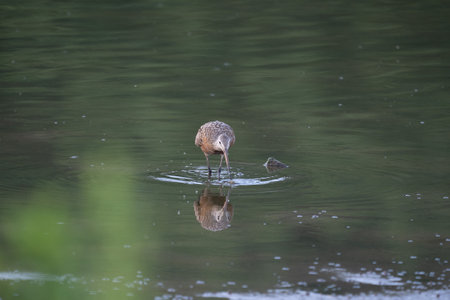 A Hudsonian Godwit Hunting its Meal. in the evening light.の写真素材