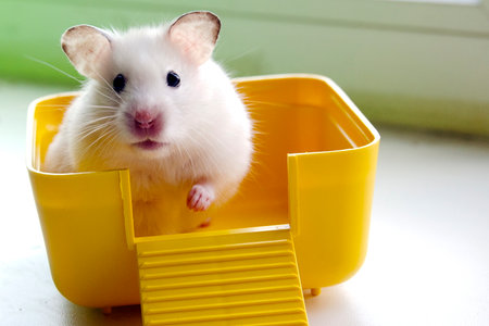 White hamster home content joy for children blue backgroundの写真素材