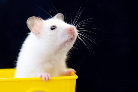 Hamster white pet favorite of children