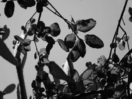 park tree の写真素材