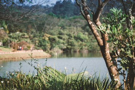 lake in focus with some plants and trees in frontの写真素材