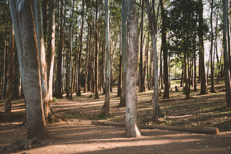 Beautiful pine forest with some leafs in the groundの写真素材