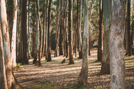 Beautiful pine forest with some leafs in the groundの写真素材