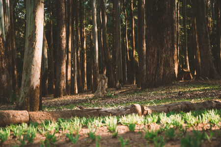 Beautiful pine forest with some leafs in the groundの写真素材