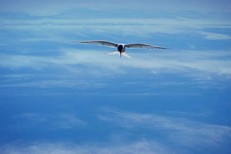 A bird with arched wings flies high in the clouds with the sunlight on his wingsの写真素材