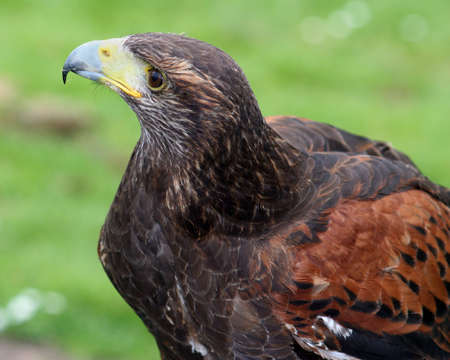 A Harris hawk stares regally outの写真素材