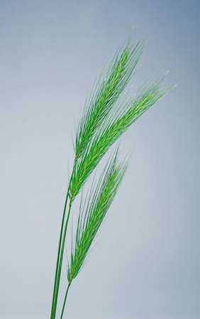 Three fresh ears of green wheat