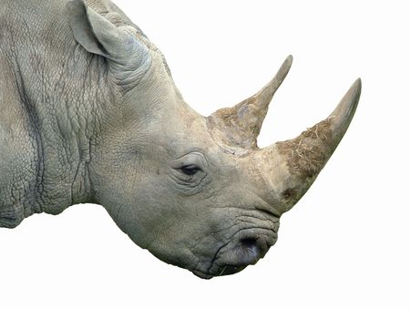 A rhinoceros isolated on whiteの写真素材