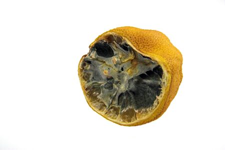 A lemon going moldy and rottenの写真素材