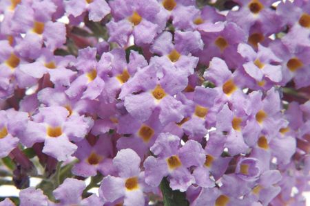 A macro of buddleia flowers