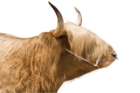 A shaggy highland cattle bull with a ring through his nose.の写真素材