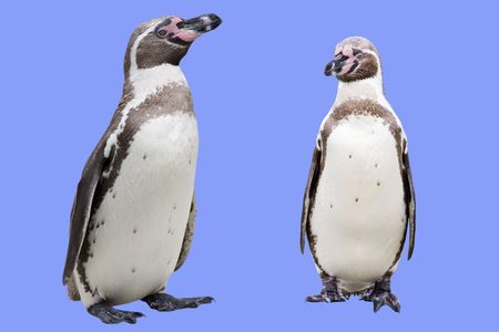 Two isolated penguinsの写真素材