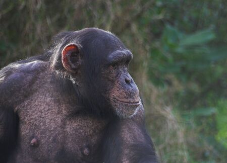 A female chimpanzeeの写真素材
