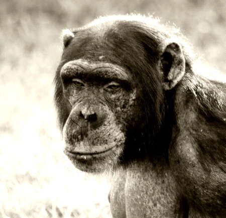 A female chimpanzee