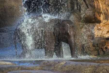 A  elephant showering under a waterfallの写真素材