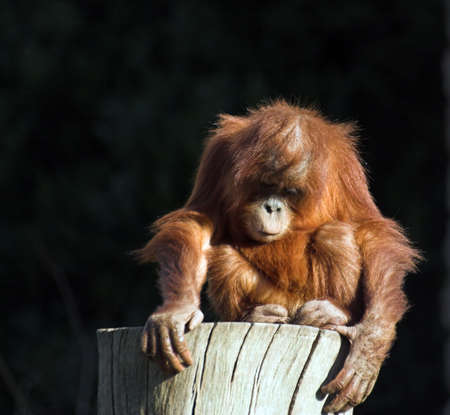 A  orang utan playing on a logの写真素材