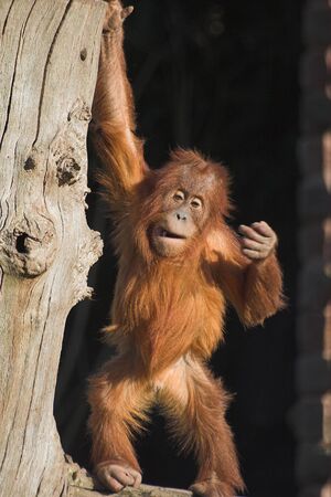 A  orang utan sitting on a logの写真素材