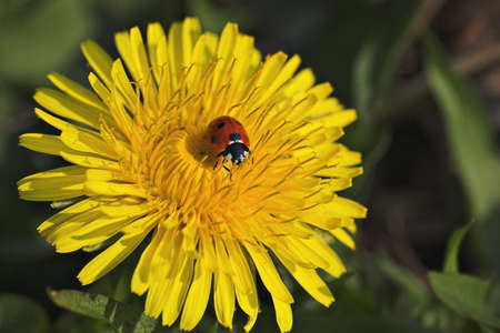 A ladybug on a dandelionの写真素材