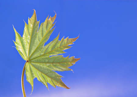 A fresh spring leaf opening with the blue sky in the background. With room for copy.の写真素材