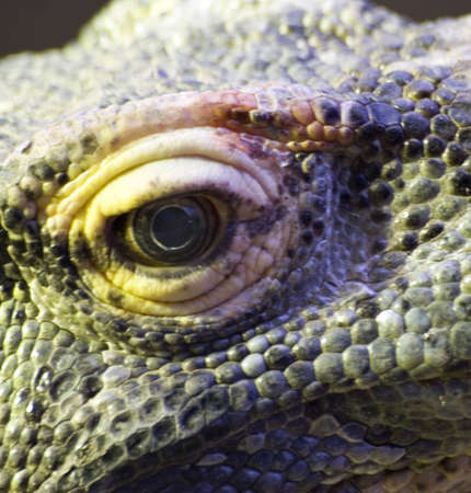 The eye of a kimodo dragon