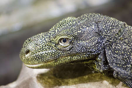 A crocodile monitor, one of the largest of lizards