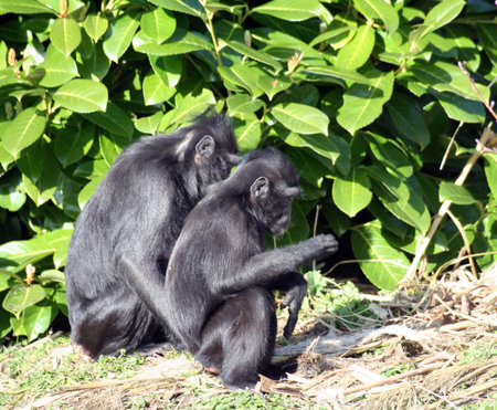 Two macaques grooming each other