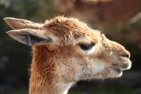 The head of a guanaco, a kind of llamaの写真素材