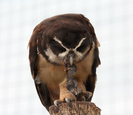 A close uo of an owl eating a dead mouseの写真素材