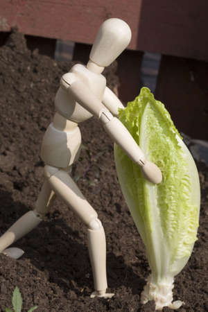 A mannequin harvesting a lettuce plantの写真素材