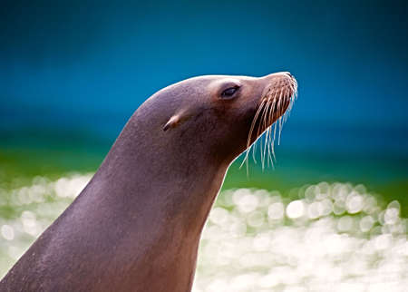 A sea lion back litの写真素材