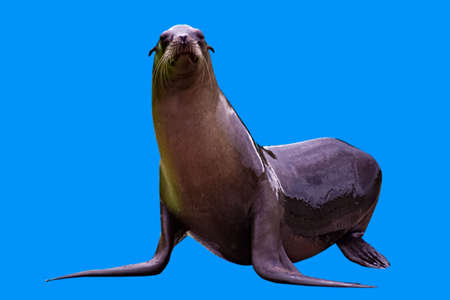 A female sea lion isolated on blueの写真素材