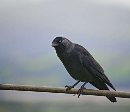 A hooded crow sitting on a fence.の写真素材