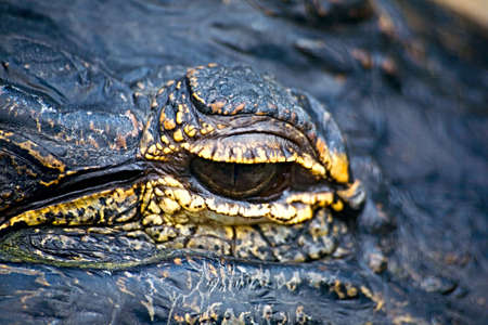 Close up of the eye of an alligator, or is it a dragon?の写真素材