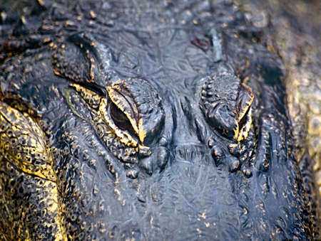 A close up of the eyes and head of an alligatorの写真素材