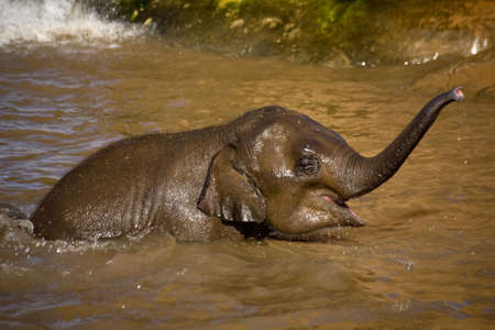 A very young baby elephant playing while bathing in a lakeの写真素材